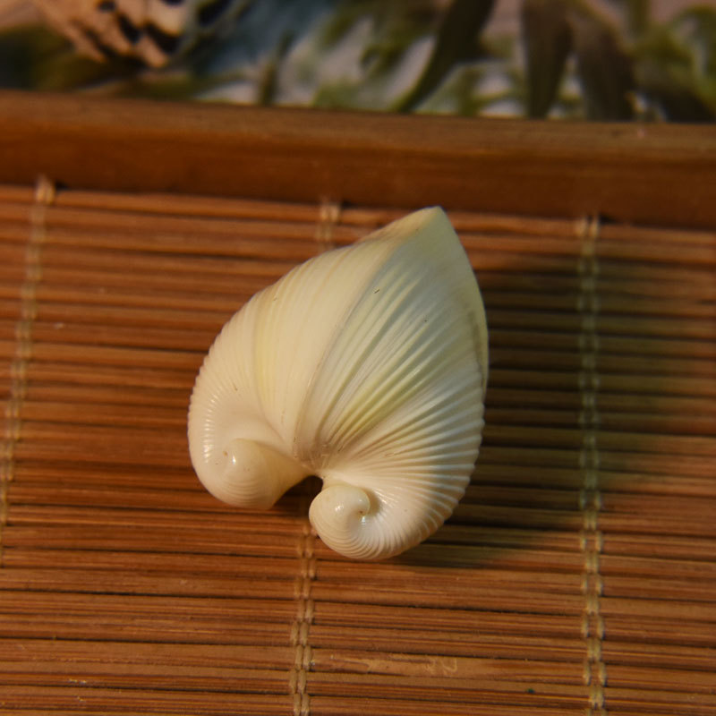 Marine Aquarium & Regional Centre Reviews - Conchiglia di cardio cardissa naturale -