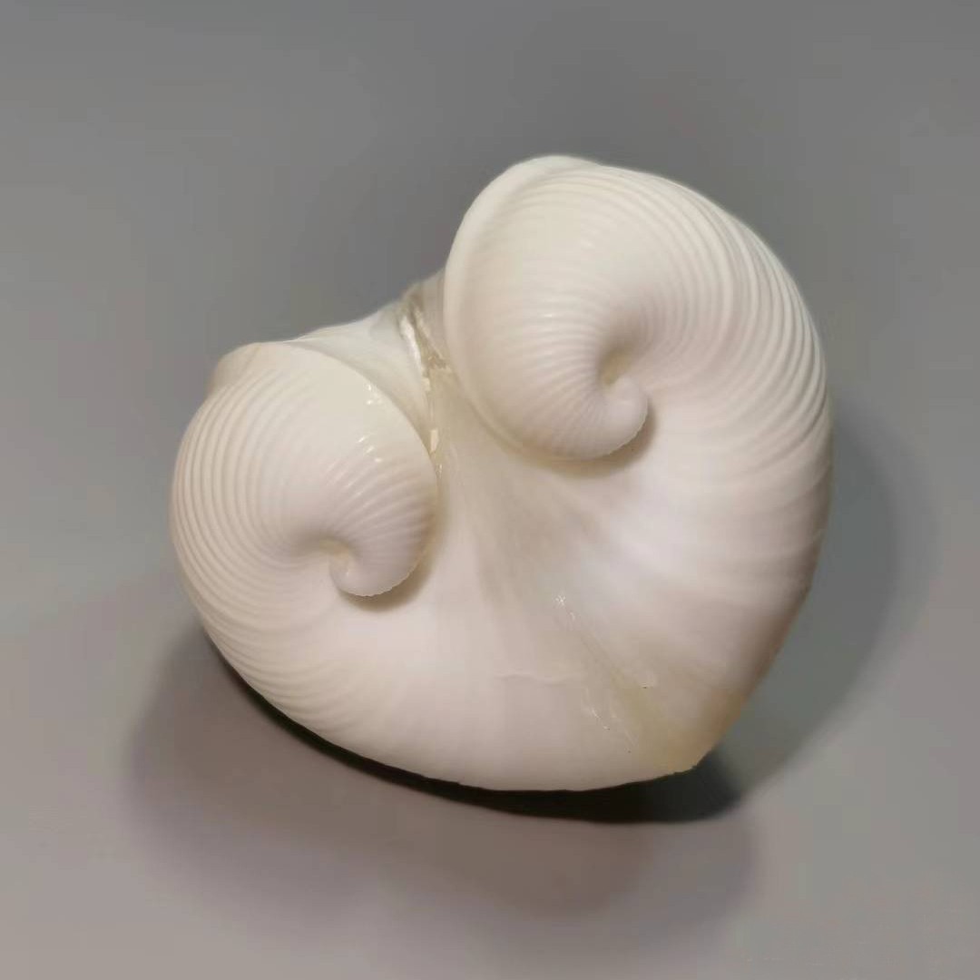 Conchiglia di cardio cardissa  - Marine Aquarium & Regional Centre Reviews recensione e prezzo