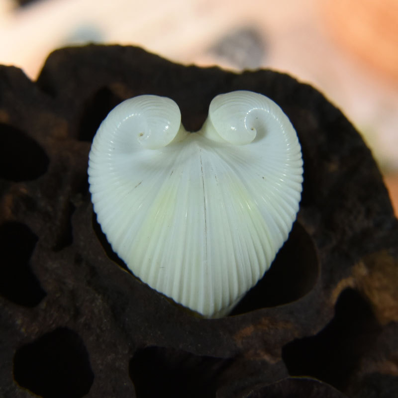 Conchiglia di cardio cardissa  - Marine Aquarium & Regional Centre Reviews recensione e prezzo