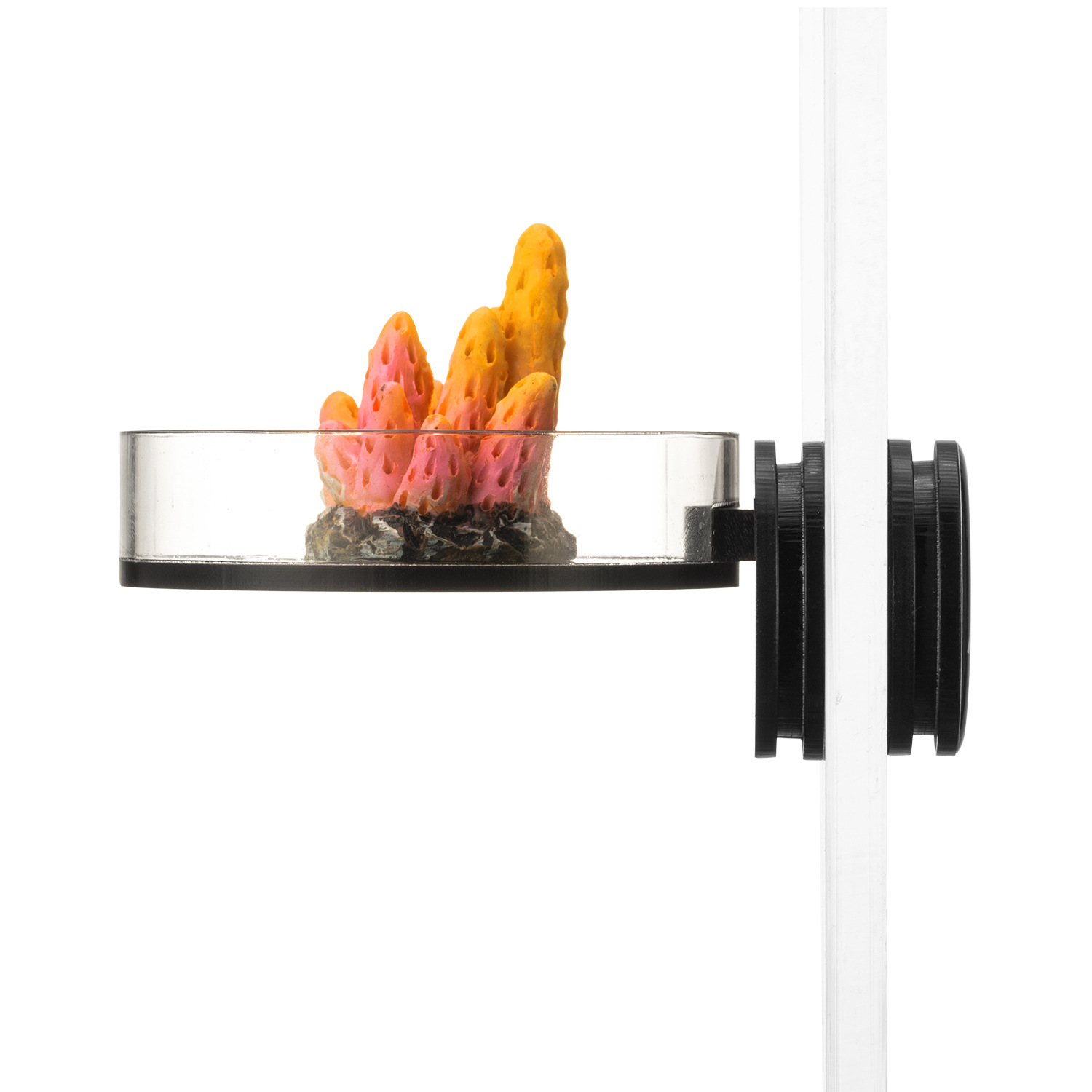 Marine Sources Rack per fram d - Marine Aquarium & Regional Centre Reviews recensione e prezzo